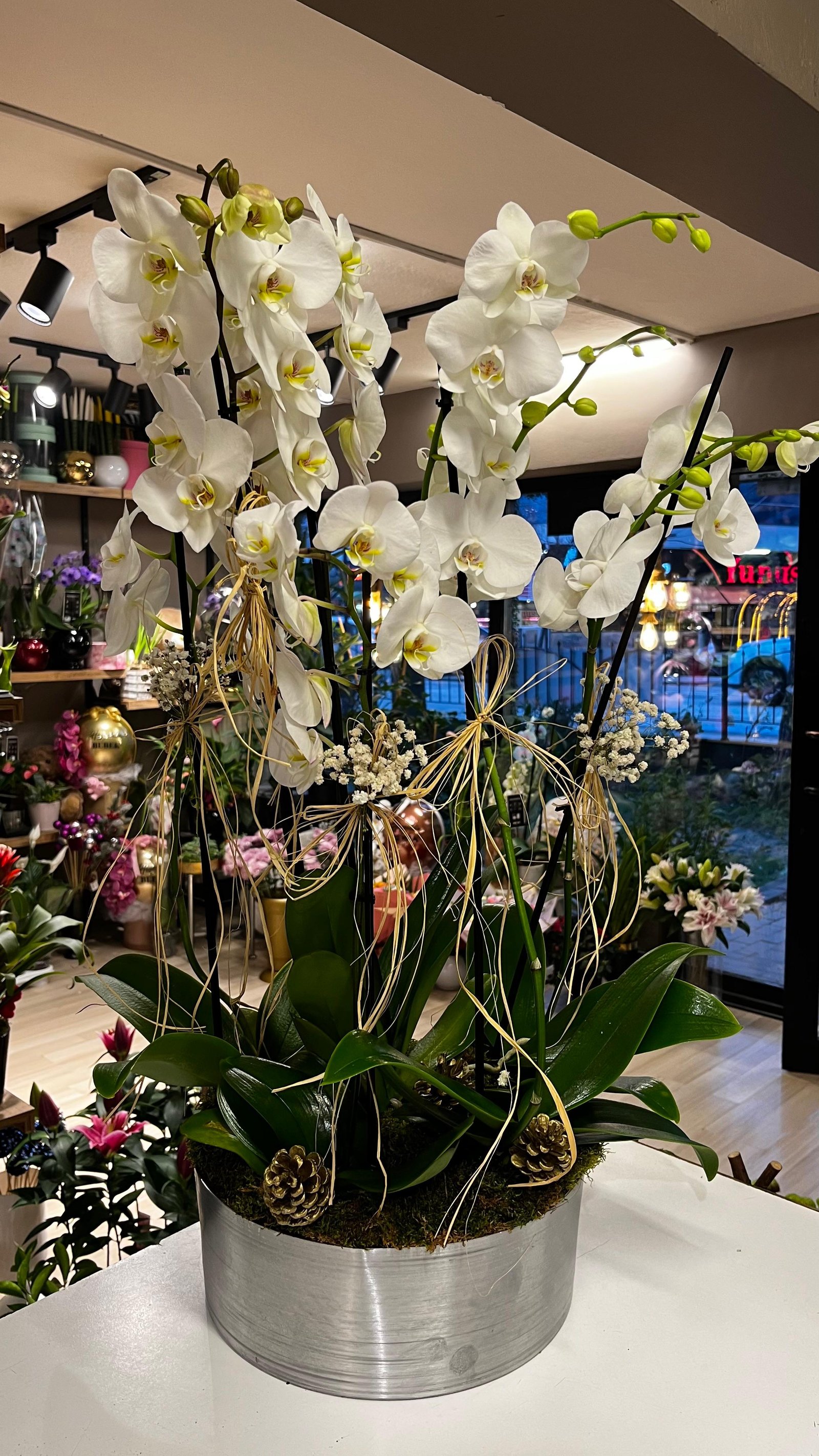 6 Dallı Beyaz Orkide