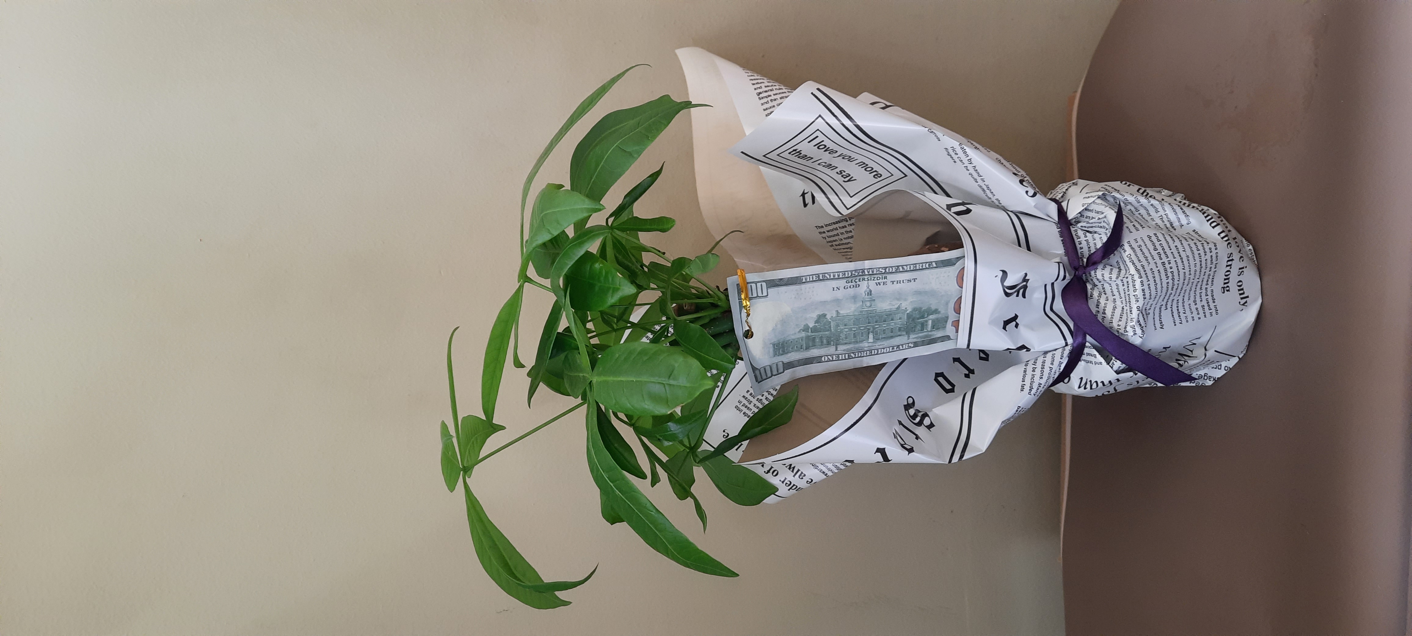 Para Ağacı Saksı Çiçeği